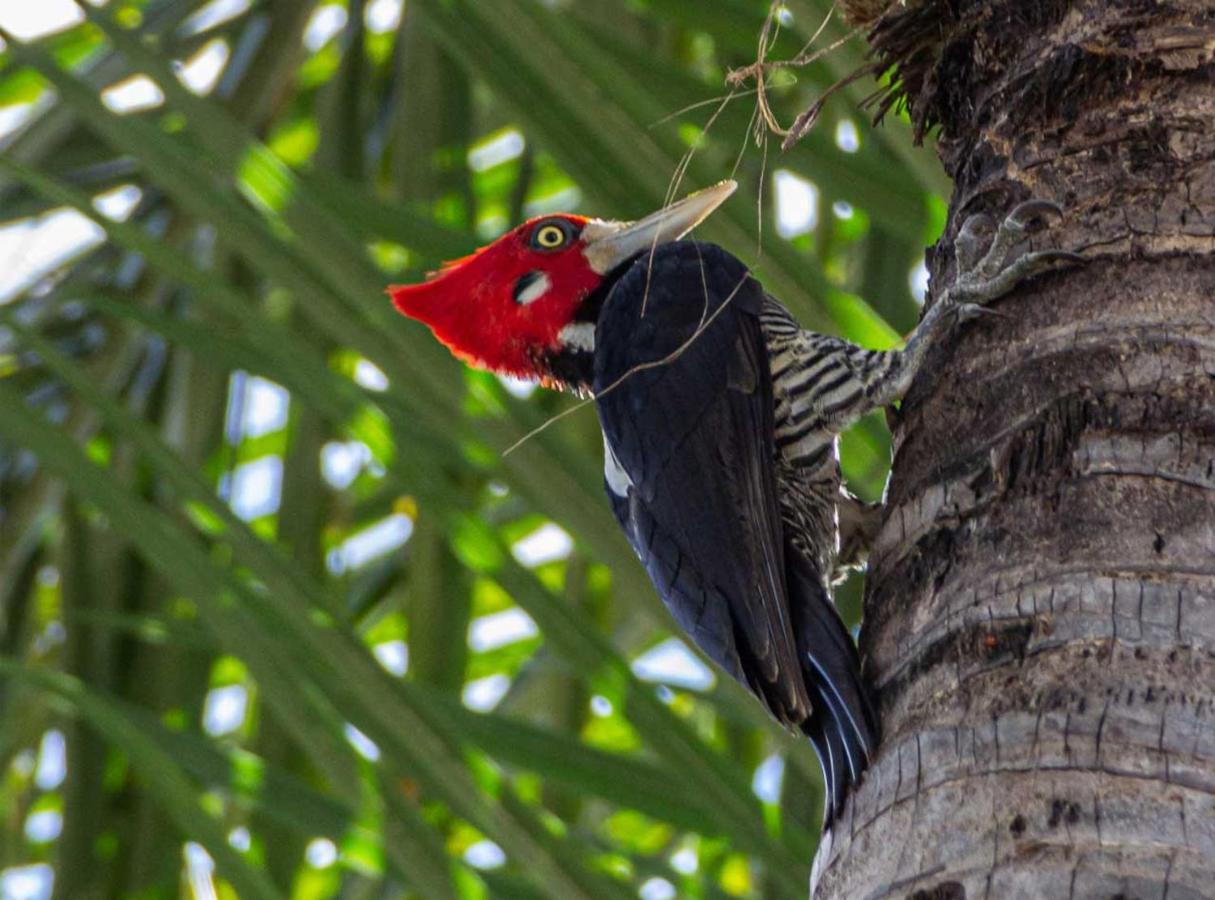 Ananda Pousada Pirenópolis Exteriér fotografie